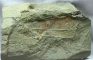 Mississippian Bear Gulch Conularid Fossil
