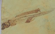 Heteropetalus elegantulus Paleozoic Shark Fossil