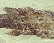 Paleonisciformes Paleozoic Fossil Fish from Heath Shale