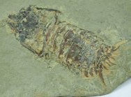 Rare Perimecturus Paleozoic Mantis Shrimp Precursor Fossil