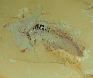 Rare Cindarella eucalla Fossil