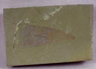 Burithes hylithid fossil