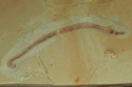 Maotianshania cylindrica Nematomorpha Fossil