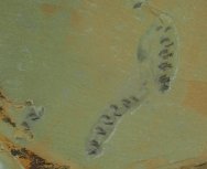 Haikouella lanceolata