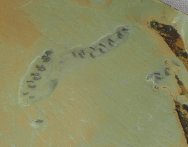 Haikouella lanceolata