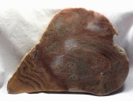 Archaen Stromatolites Stratifera Form Genus