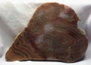 Gruneria Form Genus Stromatolites