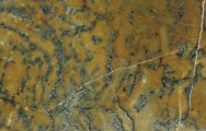 Pyrite Replaced Stromatolites in Siderite