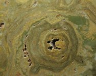 Cryptozoon Stromatolites