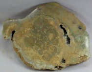 Digitate Ordovician Stromatolites