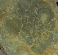 Flower Stone Digitate Ordovician Stromatolites