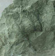 Chaetocladus Primitive Silurian Plant Fossil