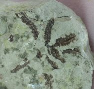 Primitive Silurian Leveillites Alga Fossil