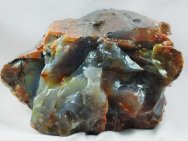 Araucarioxylon arizonicum Petrified Wood