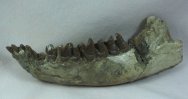 Cursorial Rhinoceros Hyracodon Mandible Fossil