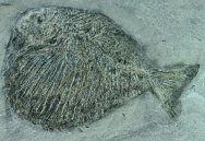 Tetragonolepis Jurassic Fossil Fish