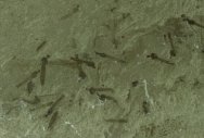 Cranefly Insects Fossils