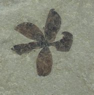 Chaneya Fruiting Body Flower Fossil