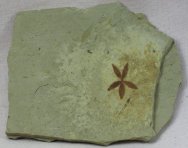 Green River Formation Astronium Fossil Flower