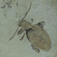 Well-Preserved Beetle Insect Fossil