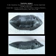 Isotelus gigas Asaphif Trilobite