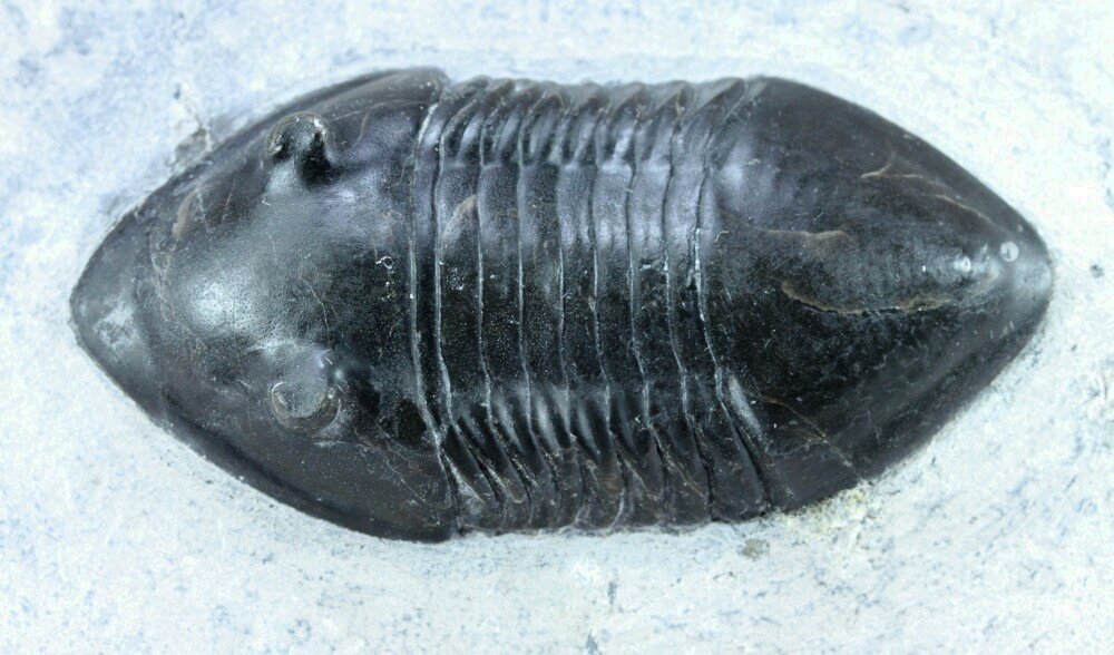 Isotelus gigas