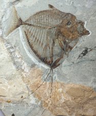 Rare Monte Bolca Mene rhombea Fish Fossil