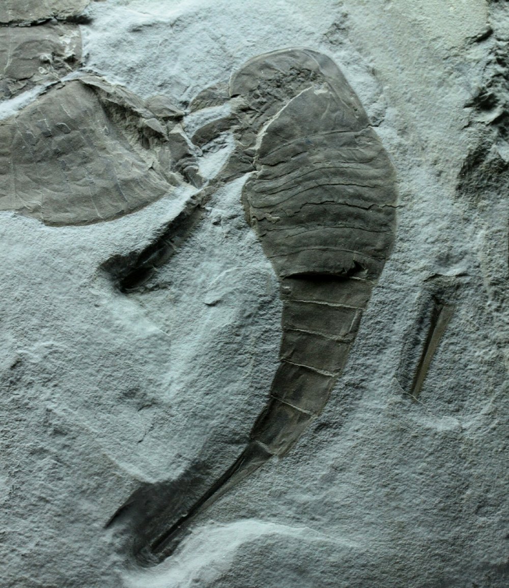 Eurypterus remipes Silurian Eurypterid Sea Scorpion fossils death assemblage from New York