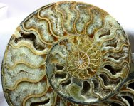 Cleoniceras Ammonite