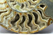 Cleoniceras Ammonite
