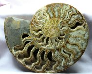 Cleoniceras Ammonite