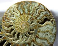 Cleoniceras Ammonite