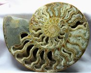 Cleoniceras Ammonite