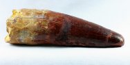 Spinosaurus Tooth