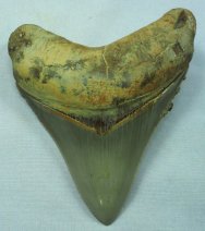 Megalodon Tooth