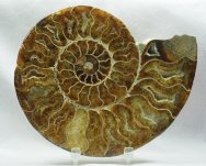 Cleoniceras Ammonite