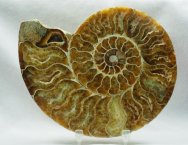 Cleoniceras besairei Ammonite