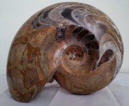 Massive Goniatitic Ammonite