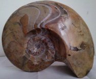 Massive Goniatitic Ammonite