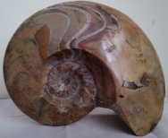 Massive Ammonite