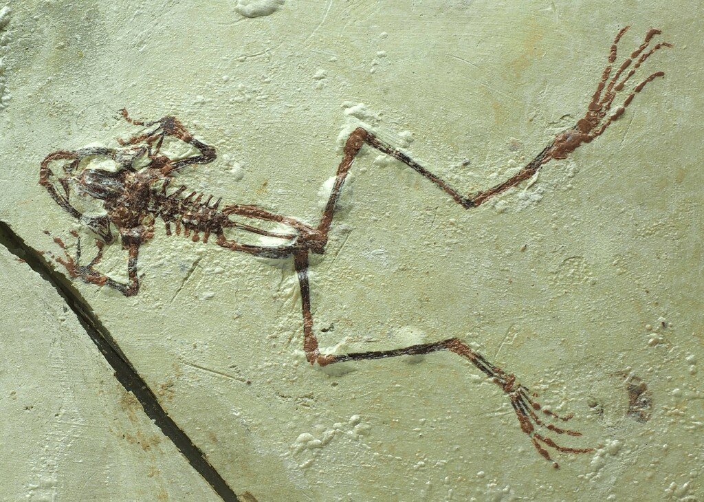 rana-frog-fossil-b.jpg