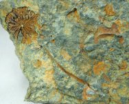 crinoid for sale
