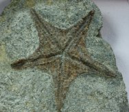 Asteroidea Starfish Fossil for Sale