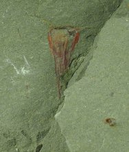 Ordovician Hyolithid Fossil