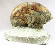 Nautiloid Fossils