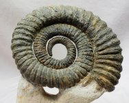 Anetoceras Ammonite