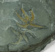 Brittlestar Fossils