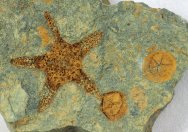 Ordovician Echinoderm Fossils Association