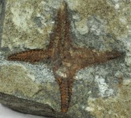 Four Armed Starfish Fossil