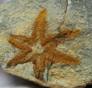 Six Armed Starfish Fossil